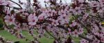 Black-cherry Blossoms