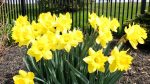 Whole Bunch of Daffodil