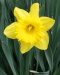 Daffodil