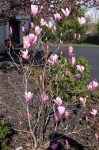 Magnolia