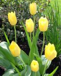 Yellow Tulips