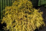 Golden Juniper