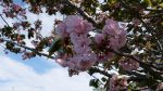 Cherry Blossoms