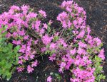 Pink Azalea