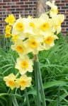 Orange-Yellow mini narcissus