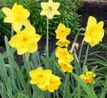 Narcissus - Yellow