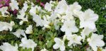 White Azalea