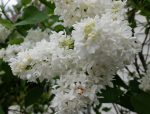 White Lilac