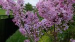 Traditional Lilac