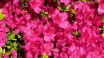 Pink Azalea Close Up