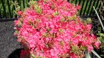 Variegated Azalea