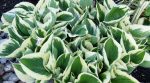 Variegated hosta