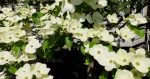 Dogwood is great until it gets the blight.