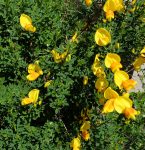 Broomstick is a great perennial.
