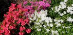 Fuschia, pink, and white azalea.