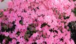 Pink Azalea