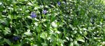 Myrtle in the spring with blue flowers.