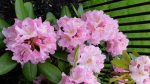 Rhododendrons - large pink flowers.