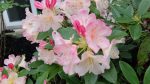 Rhododendrons - pink and white.
