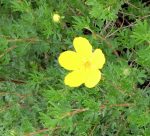 Yellow Broomstick is a perennial that requires very little maintenance.