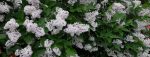 Asian lilac at at House of Beor