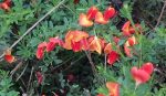 Funky red flowers at House of Beor