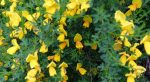 Funky yellow flowers at House of Beor
