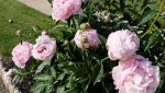 Peonies at House of Beor