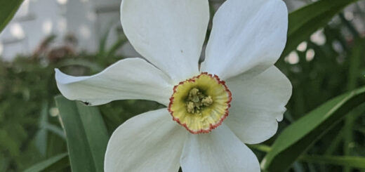 Flowers at House of Beor