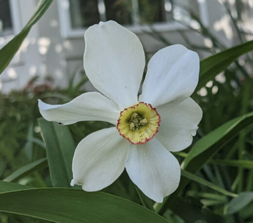 Flowers at House of Beor